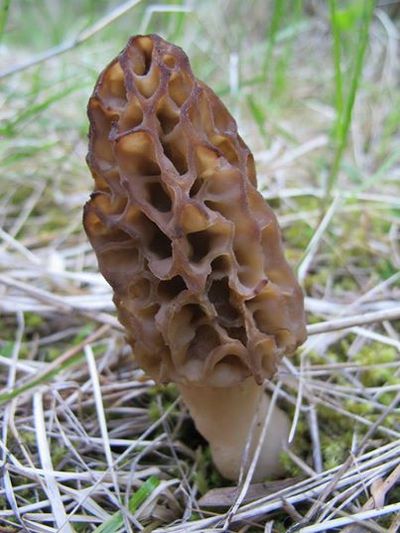 A morel mushroom emerges in full 