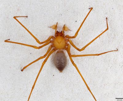 This photo from the California Academy of Sciences shows a specimen of a new family of spiders, which scientists are calling Cave Robber for its claws. (Associated Press)