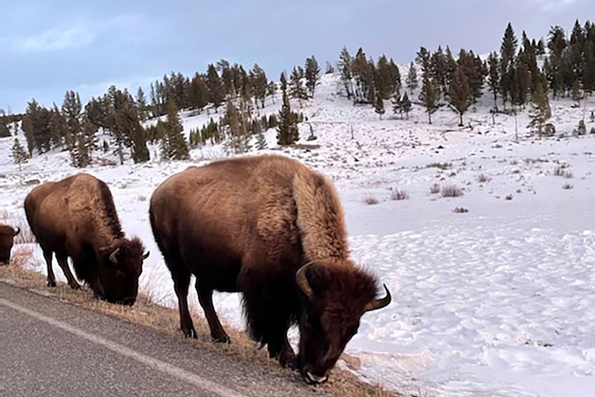 Bison graze along the Grand Loop Road in Yellowstone National Park on Feb. 18 near Mammoth Hot Springs, Wyo. Park officials captured 37 bison that were migrating outside the park and sent most to slaughter under a program that seeks to prevent the animals from spreading disease to cattle in neighboring Montana, a park official said Thursday. (Associated Press)