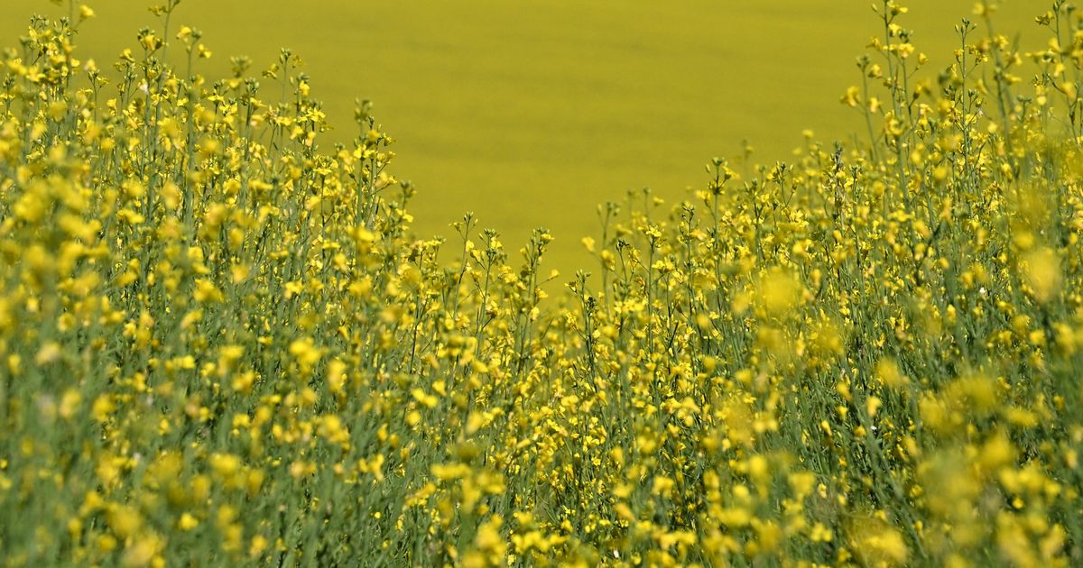 Canola fields are expanding fast in Eastern Washington | The Spokesman ...