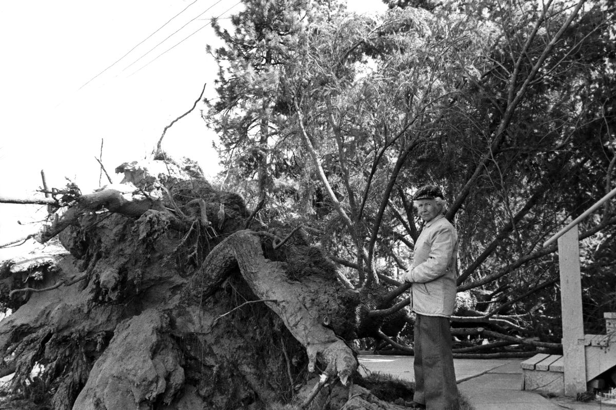 1981: Winnifred Brown stands at a tree knocked down by wind at  2028 W. Ninth  Ave. in Spokane on April 5. The National Weather Service measured the peak wind gust at 55 mph that day. (Photo Archive / The Spokesman-Review)