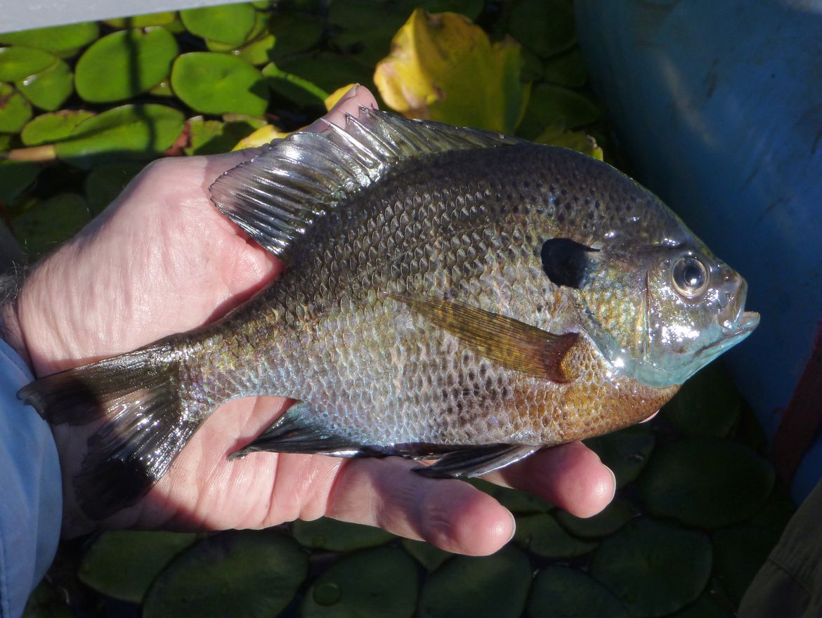 A palatable quest for panfish | The Spokesman-Review