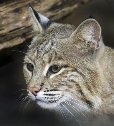 This photo provided by the Smithsonian's National Zoo shows Ollie, a female bobcat the the zoo. Ollie escaped from its enclosure at the National Zoo in Washington. (Barbara Statas / Smithsonian's National Zoo via AP)