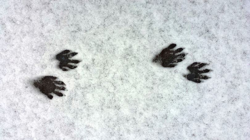 Raccoon tracks in fresh wet snow near downtown Spokane. (Rich Landers)