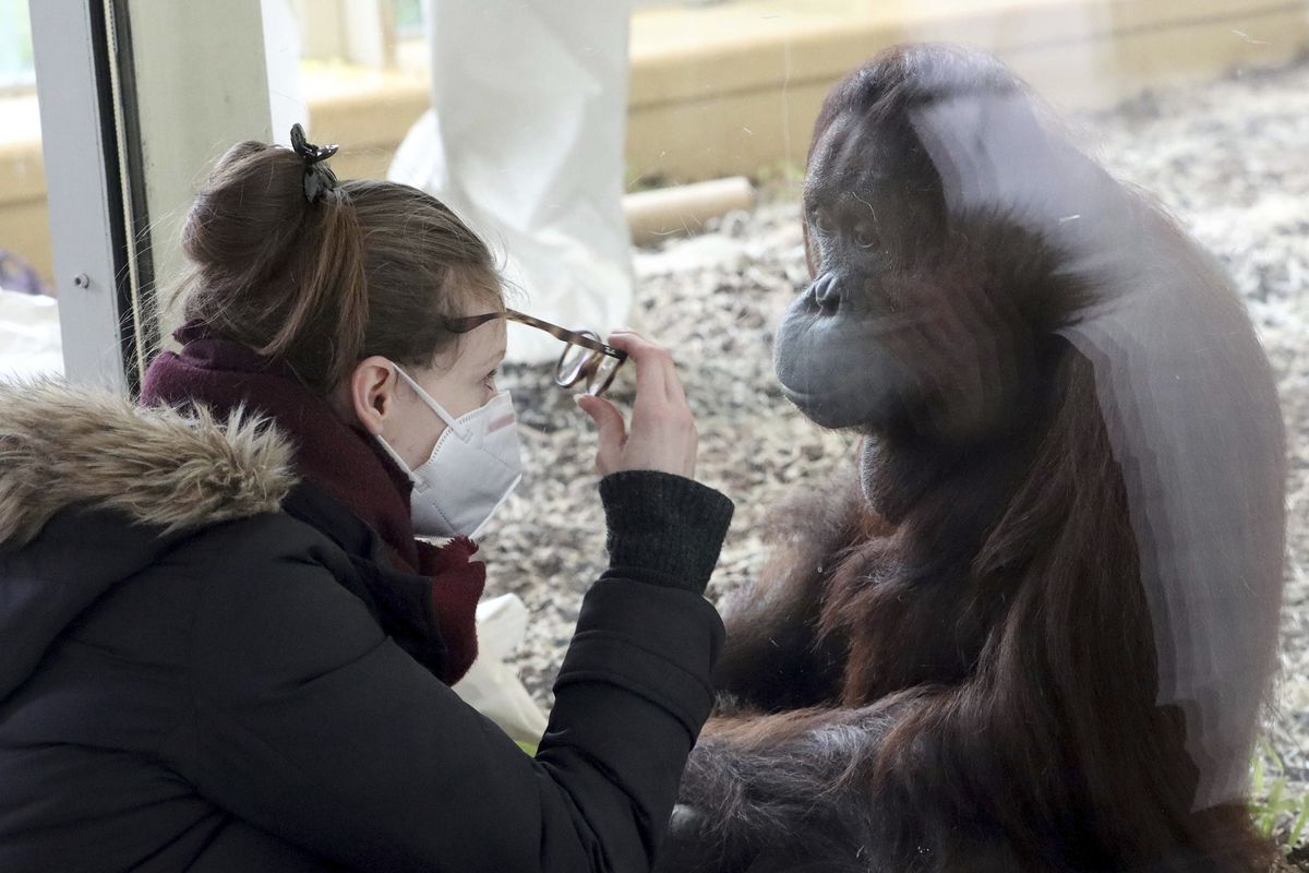 A visitor with a mask observes an orangutan in an enclosure at the Schoenbrunn Zoo in Vienna, Austria, on Feb. 8. Around the world, scientists and veterinarians are racing to protect animals from the coronavirus, often using the same playbook for minimizing disease spread among people. That includes social distancing, health checks and a vaccine for some zoo animals.  (Ronald Zak)