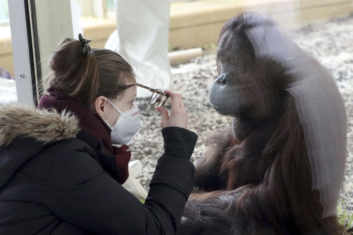 A visitor with a mask observes an orangutan in an enclosure at the Schoenbrunn Zoo in Vienna, Austria, on Feb. 8. Around the world, scientists and veterinarians are racing to protect animals from the coronavirus, often using the same playbook for minimizing disease spread among people. That includes social distancing, health checks and a vaccine for some zoo animals. (Ronald Zak)