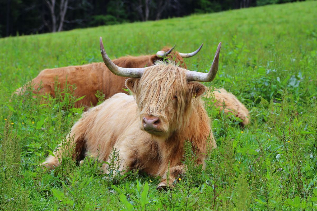 Highland cattle rest in a field near Balvenie Castle in Scotland’s Speyside region. (Michelle Locke / AP)