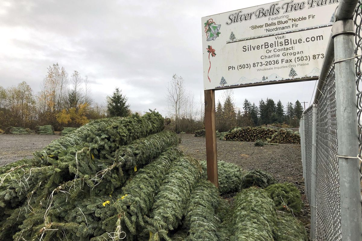 In this November 2018 photo, Christmas trees sit in a dirt lot at Silver Bells Tree Farm in Silverton, Ore., before being loaded onto a semi-truck headed for a Los Angeles tree lot. Christmas tree farmers nationwide are paying a fee to the Christmas Tree Promotion Board for each tree harvested to fund a social media ad campaign aimed at convincing young families to buy real trees instead of artificial ones. (Gillian Flaccus / AP)