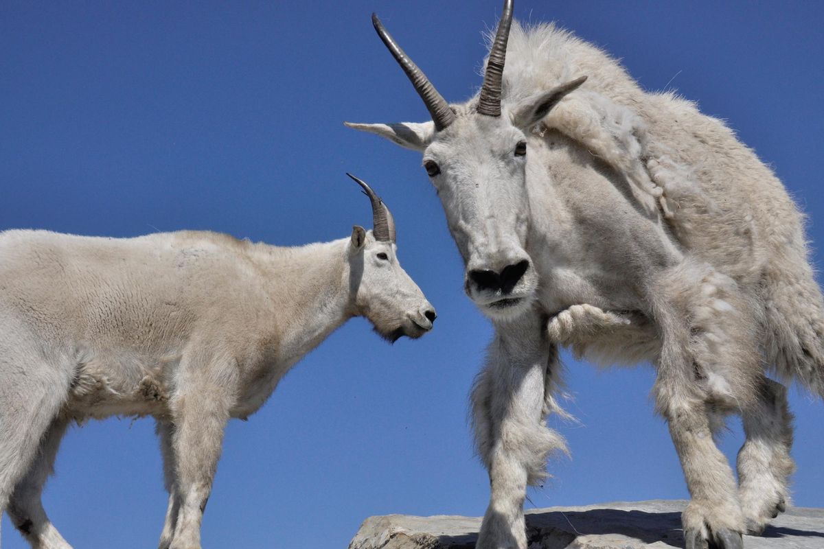 Mountain goats approach hikers on the summit of a Cabinet Mountains Peak apparently looking for food or maybe salty packs or skin to lick. (Rich Landers / The Spokesman-Review)