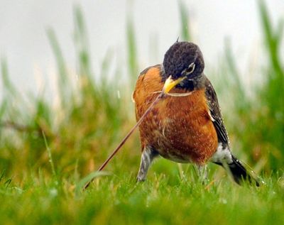A robin pulls a worm from the ground on a rainy Friday afternoon in a grassy area just north of Zoo Beach in Racine, Wis. (AP Photo/Journal Times File Photo, Scott Anderson)