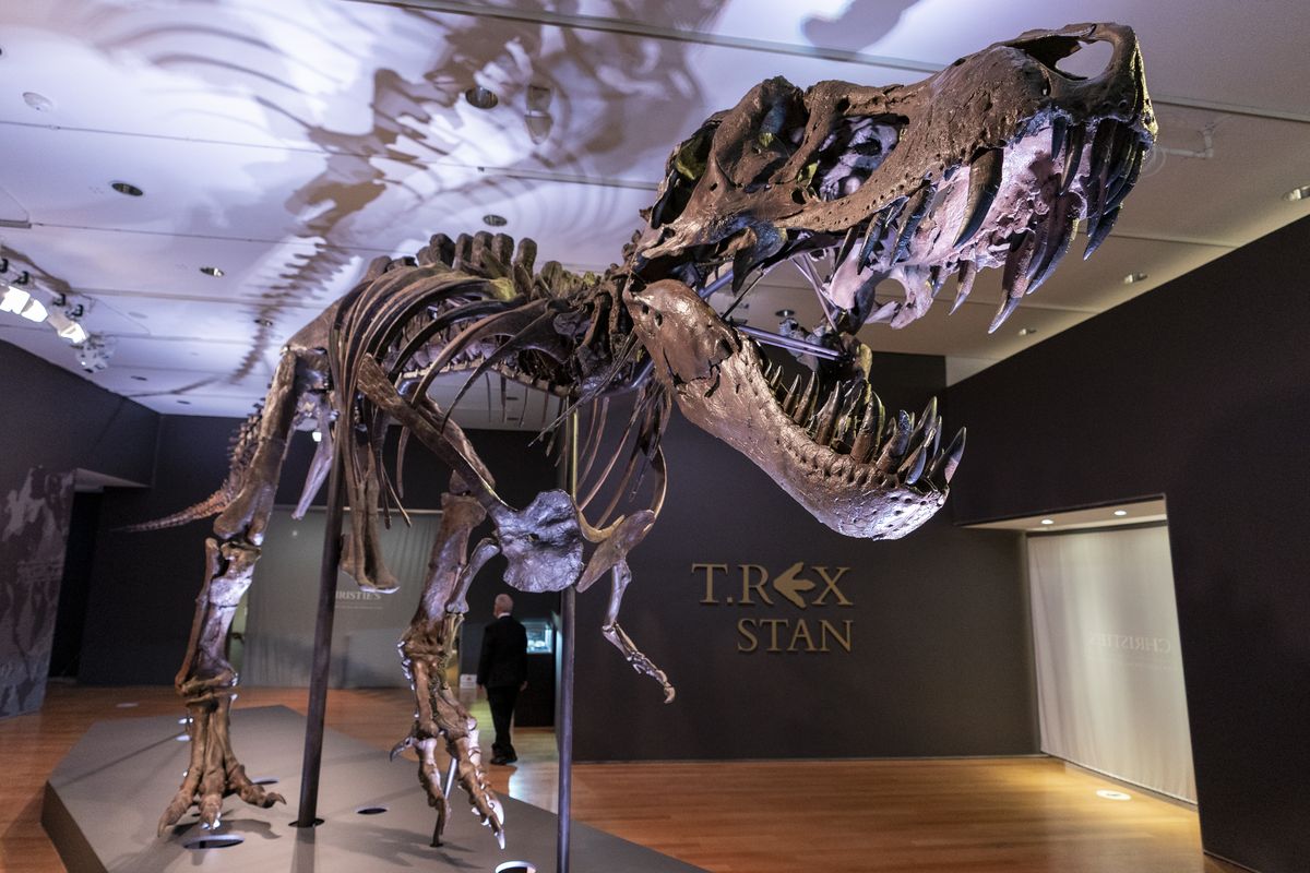 Stan, one of the largest and most complete Tyrannosaurus rex fossil discovered, is on display, Tuesday, Sept. 15, 2020, at Christie