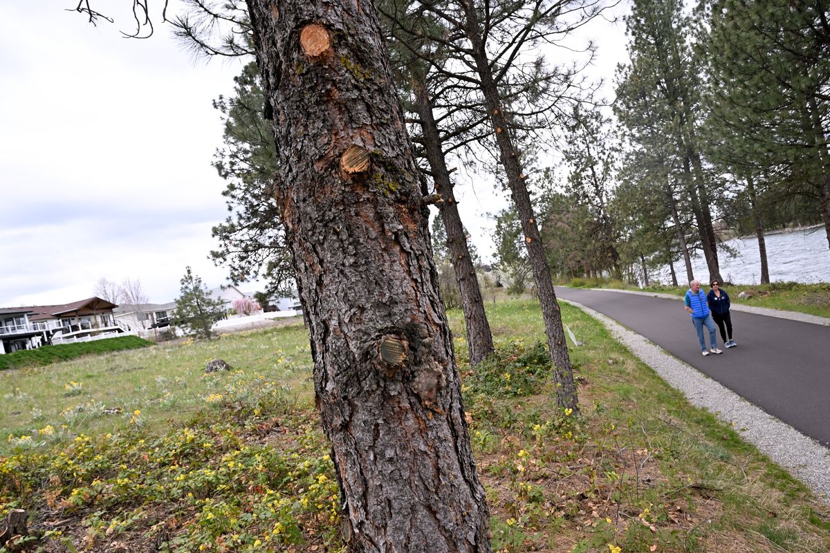 Stewart and MaryMargaret Bowmer walk east of the Centennial Trail’s Barker Trailhead on April 16, past an area where nearby homeowners have illegally trimmed trees and cleared vegetation to improve their views to the river.  (Tyler Tjomsland/The Spokesman-Review)