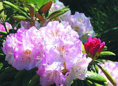 
Native to the mountains of Yakushima Island in Japan, 