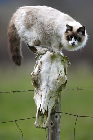 ORG XMIT: ORROS101 A cat shares a fence post with a cow skull on the edge of a pasture near Elkton, Ore., on Monday, Feb. 9, 2009.  (AP Photo/The News-Review, Robin Loznak) (Robin Loznak / The Spokesman-Review)