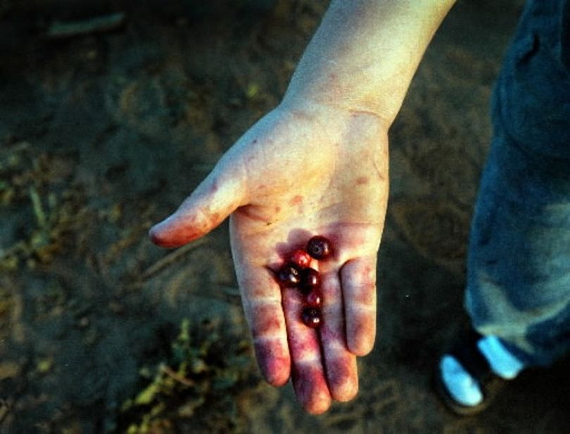 The pains of labor are stained on the hands of a huckleberry picker during an outing high in the mountains of North Idaho. Pickers are reporting a very good year in the outback for the huckleberries as supplies are good and large berries are plentiful. (File photo by Brian Plonka/SR)
