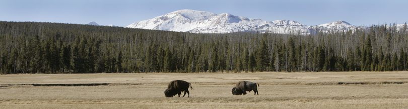 FILE - In this Oct. 24, 2007 file photo, buffalo graze  in Yellowstone National Park, Wyo. Loaded guns will be allowed in Yellowstone, the Grand Canyon and other national parks under a new law that takes effect Monday. The law lets licensed gun owners bring firearms into national parks and wildlife refuges as long as they are allowed by state law. (Douglas Pizac / Associated Press)