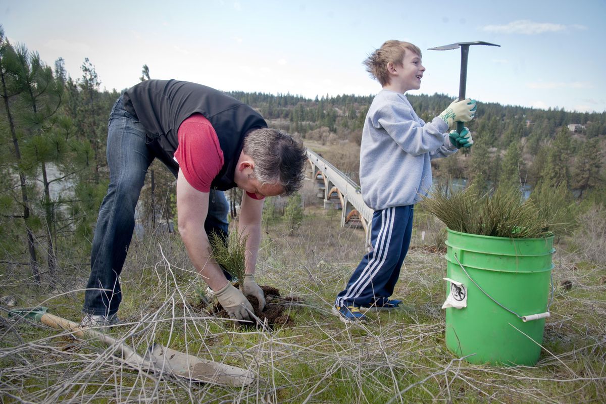 Mayor David Condon finishes planting a seedling conifer while his son, Creighton, wields a planting tool and looks for the next hole to dig at High Bridge Park in Spokane on Saturday, March 28, 2015, as part of Forest Spokane. Spring is a better time to shop for and plant trees, Pat Munts writes. But she instructs home gardeners to research the trees they want to plant before purchasing them. (Jesse Tinsley / The Spokesman-Review)