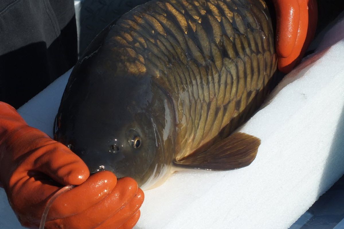 A transmitter is implanted in a carp caught and released in Lake Spokane in spring 2014 for a fisheries study conducted by Avista.  (Avista)