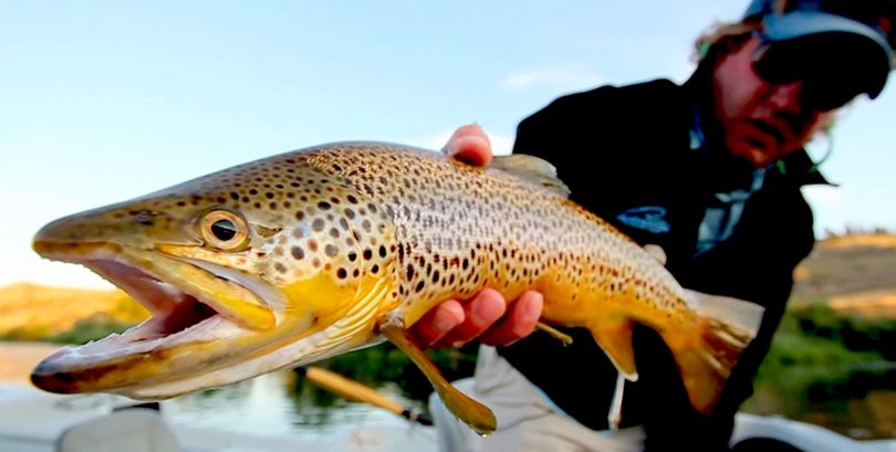 Montana fishing guide Mark Raisler prepares to release brown trout in Missouri River during filming of “Sipping Dry,” to be featured in 2012 Fly Fishing Film Tour.