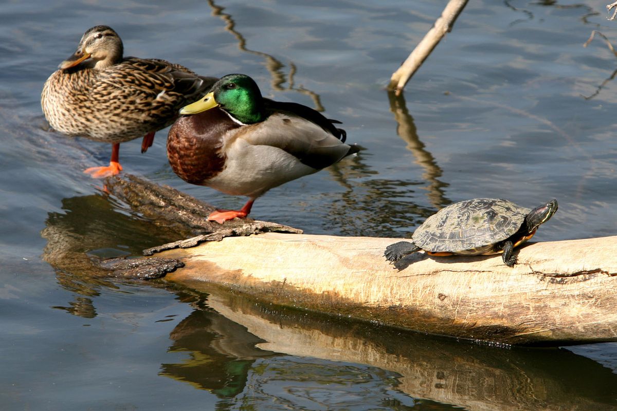 Mallards and a turtle help illustrate that wetlands are among the earth’s most productive habitats. Beneficiaries range from tiny organisms to moose. (File Associated Press)