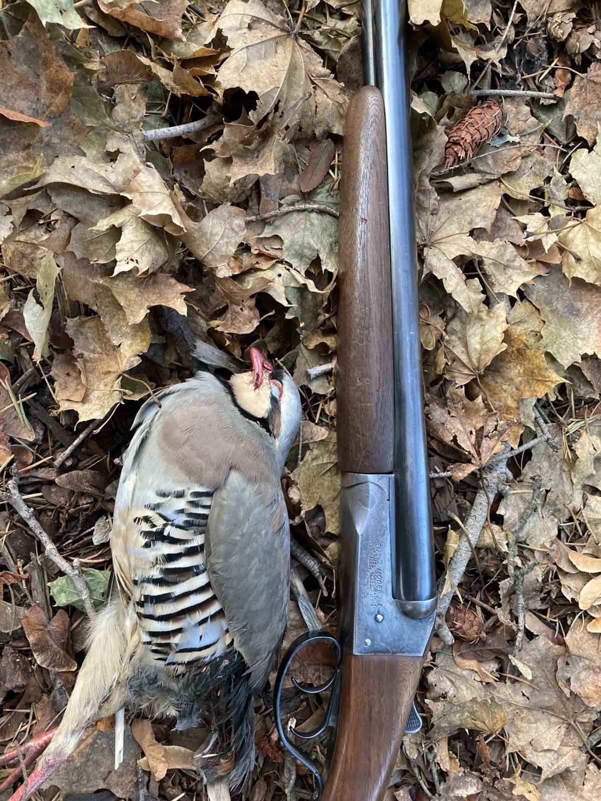 A little shotgun and a big chukar crossed paths on the banks of the Snake River last month.  (Courtesy of William Brock)