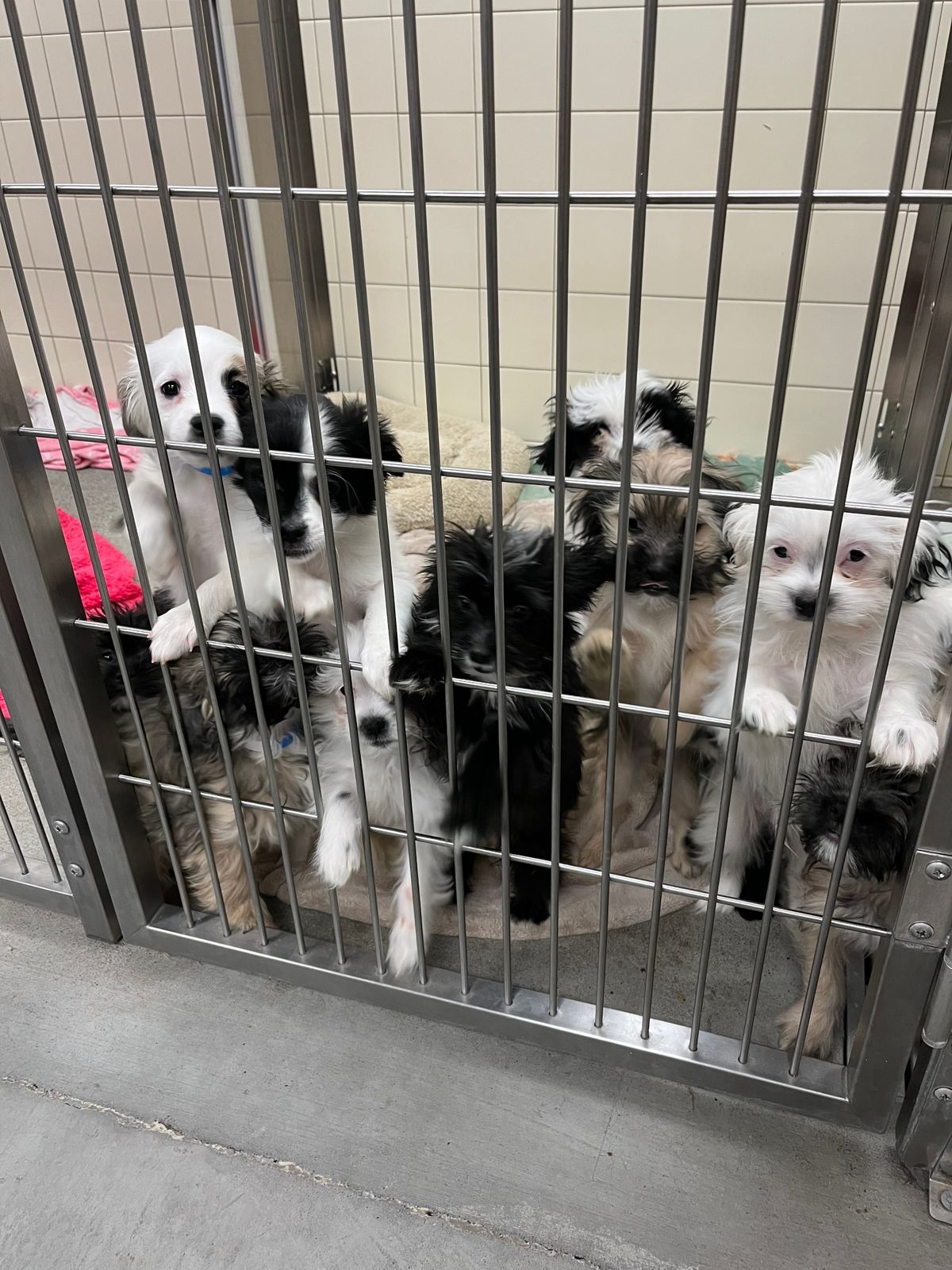 The Spokane County Regional Animal Protection Service has opened an investigation after a Spokane resident was found to have more than three dozen small mixed-breed dogs. All are in the custody of SCRAPS and SpokAnimal.  (Courtesy)