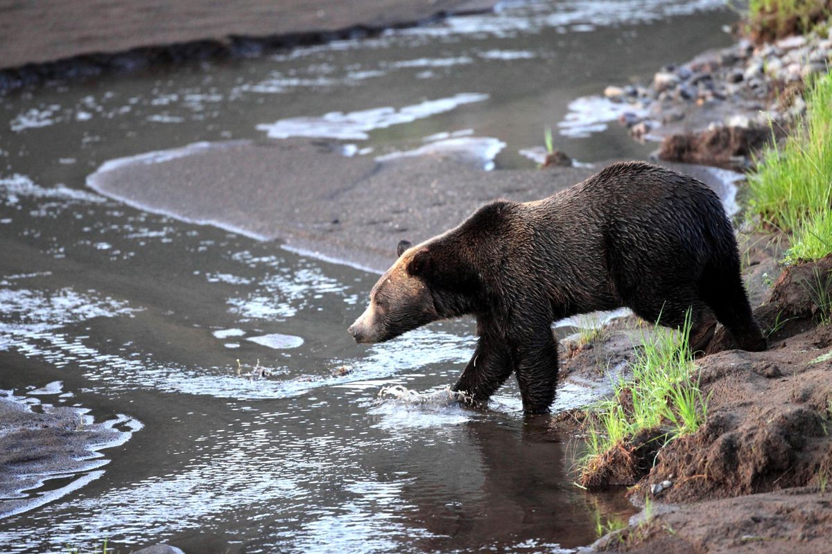 This Aug. 2, 2012 photo provided by Wolves of the Rockies shows a grizzly bear near the Lamar Valley in Yellowstone National Park in Wyoming. (Marc Cooke / AP)