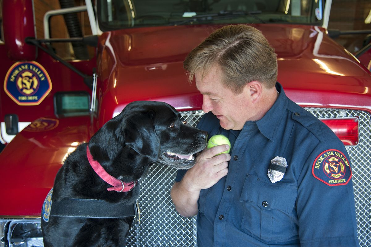 Mako the arson dog interacts with his handler and owner, former fire investigator Rick Freier. Mako has retired after five years with the Spokane Valley Fire Department. As the only accelerant-detecting dog in Eastern Washington and North Idaho, he was in high demand. (DAN PELLE PHOTOS)