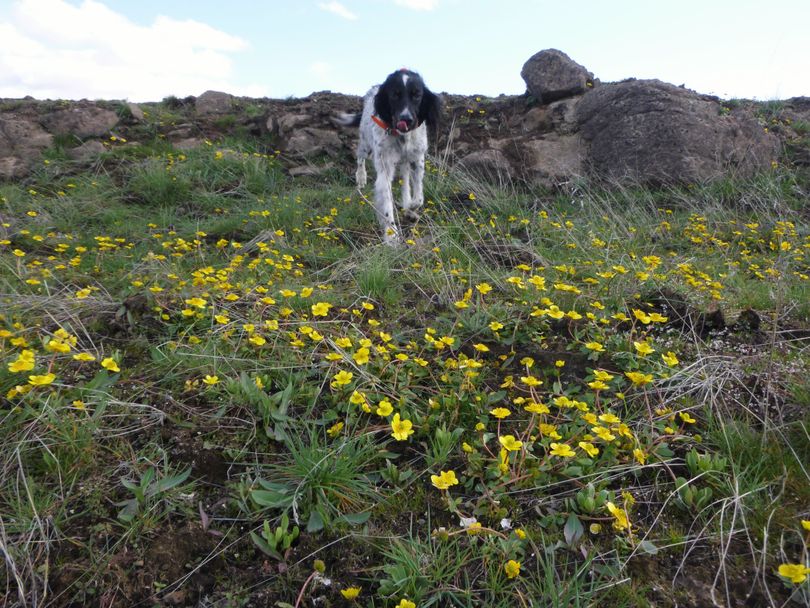 Scout, Rich Landers' English setter romps through blooming buttercups near Fishtrap Lake in late March. (Rich Landers)
