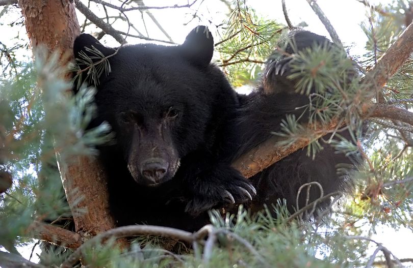 Biologists say black bears can usually be scared off a carcass. (Associated Press)