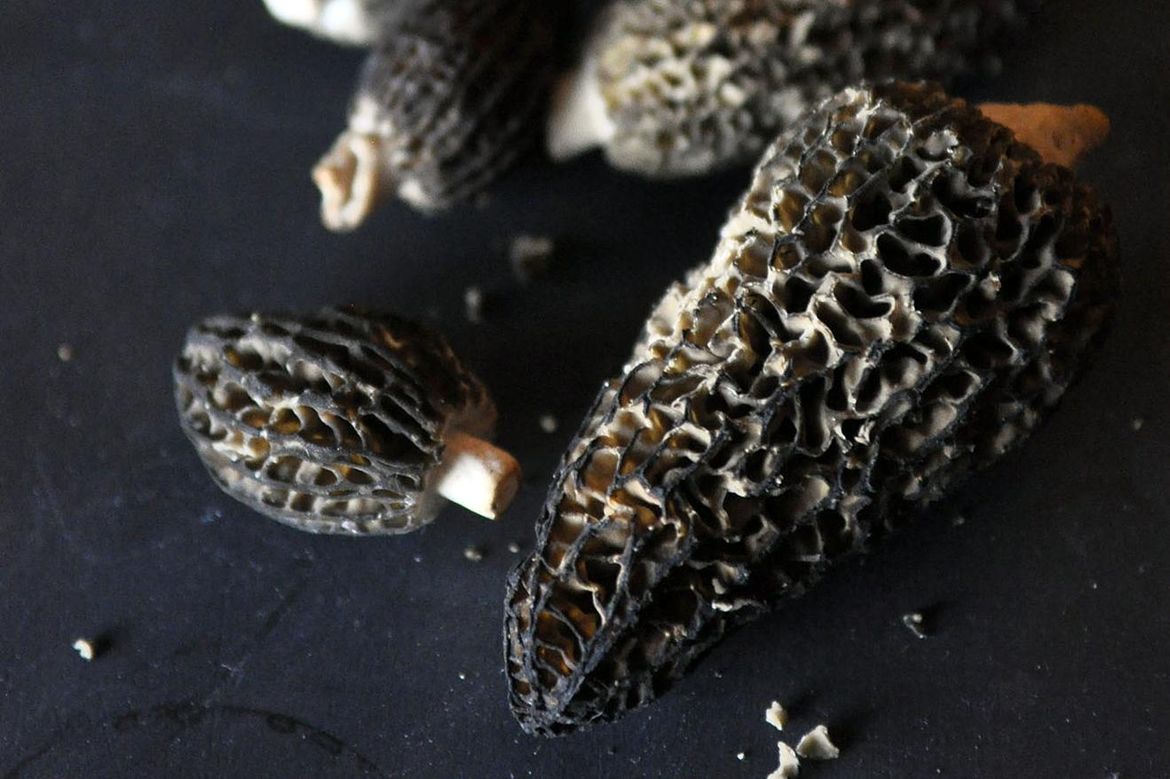 The morel of the story eat more mushrooms The SpokesmanReview
