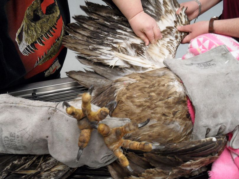 Marilyn Omler of Ponti Veterinary Clinic noticed what looked like burn marks on the pads of the immature bald eagle's large taloned feet.  It's possible the bird came in contact with powerlines, leading to its poor health.  (Tina Wynecoop)