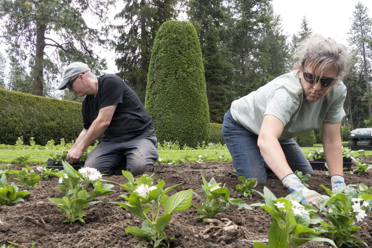 Bryan Koschmann, left, and Serena Lentz plant hundreds of small annuals as Spokane Parks employees converge on Duncan Garden for the annual planting of soon-to-be colorful flowers in the symmetrical beds of the English-style garden.  By August, the planting beds will come alive with color and symmetry.  Jesse Tinsley/THE SPOKESMAN-REVIEW (Jesse Tinsley / The Spokesman-Review)