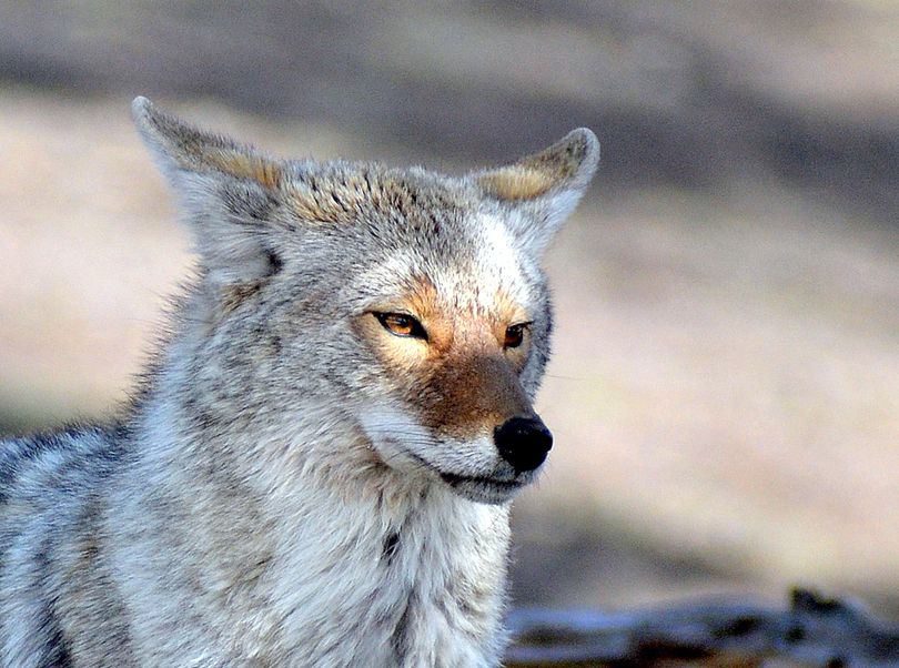 Coyotes are very visible and active in winter. They also have thick, luxurious fur coats to keep them warm.