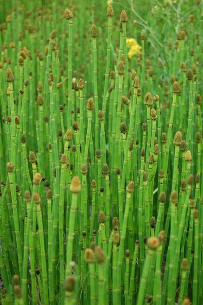  (Craig Goodwin / The Spokesman-Review)