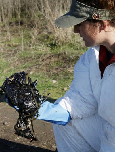 
Environmental scientist Christina Freeman examines a dead bird covered in oil  Sunday in Berkeley, Calif. San Francisco Chronicle
 (Paul Chinn San Francisco Chronicle / The Spokesman-Review)