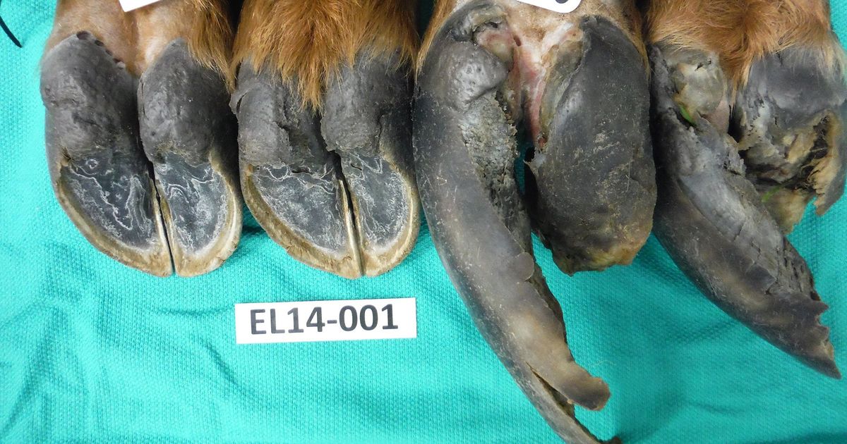 Study: Multiple bacteria involved in elk hoof disease