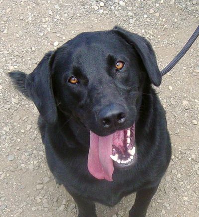 Photo courtesy of SCRAPS (Photo courtesy of SCRAPS / The Spokesman-Review)