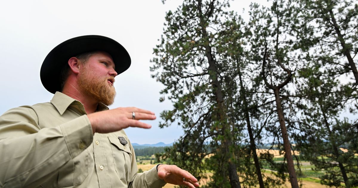 The search is on in an Idaho forest for this year’s U.S. Capitol Christmas tree