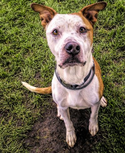 Ferron, a pit bull terrier and blue heeler mixed breed dog, has been at the Spokane County Regional Animal Protection Service for six months. Volunteers say he’s a “sweet, gentle and shy” dog. (Kathy Piper / Kathy Piper /SCRAPS)