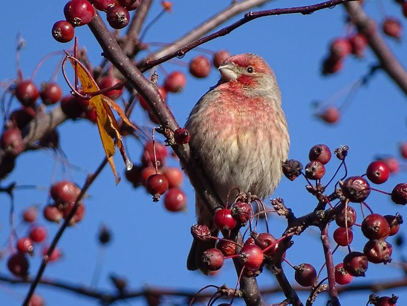 House finch. (Terry Gray)
