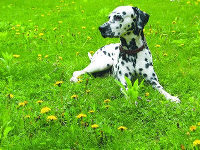 
An underground fence system provides both security and peace of mind.  
 (SXC / The Spokesman-Review)