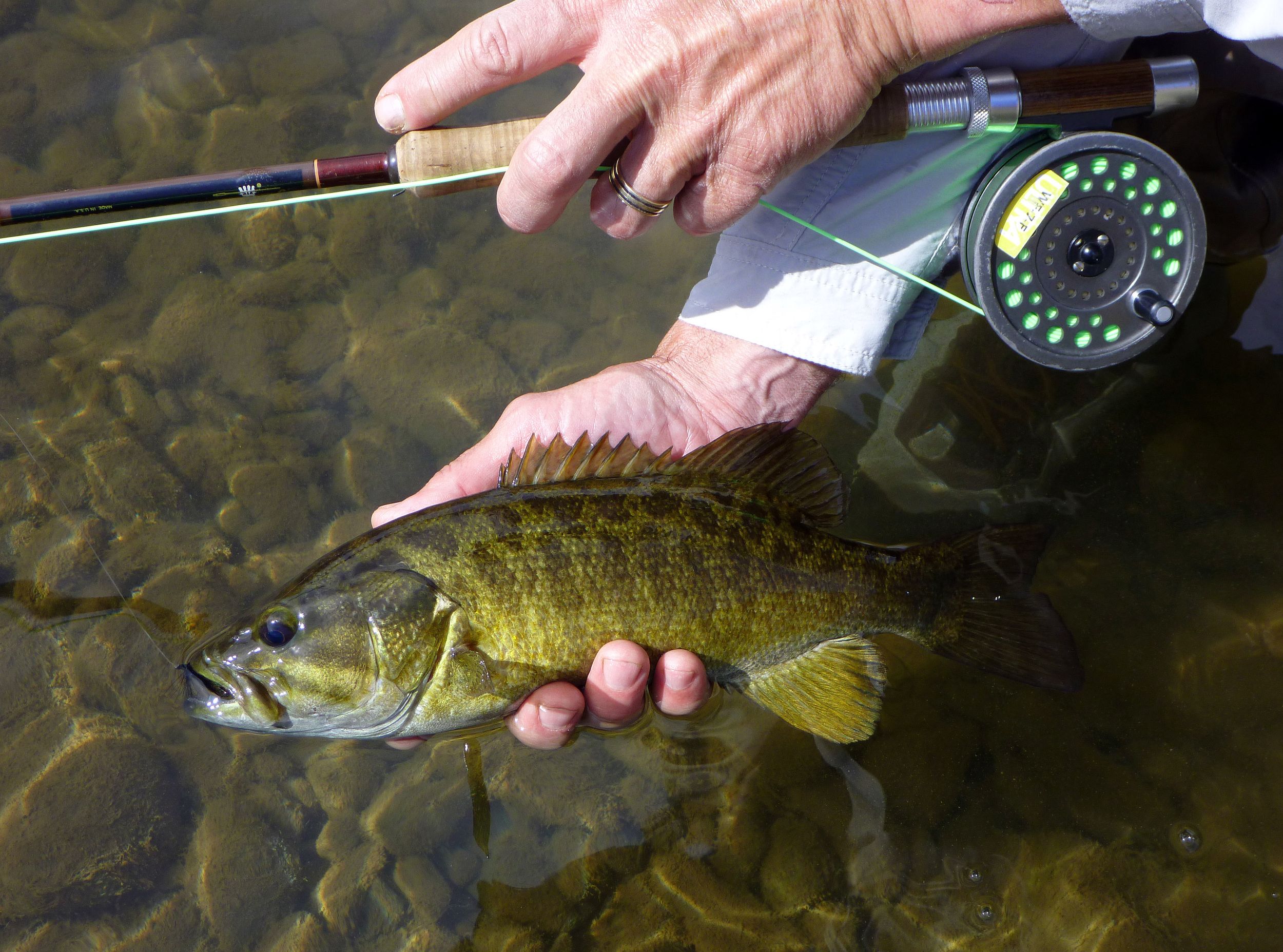 Latest Fly Fishing News and Reports - The Green Ant - Royal Treatment Fly  Fishing
