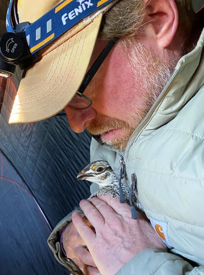 Jason Hanlon keeps a tight hold on a grouse as the bird is weighed, aged and tagged in April for a study he is conducting.  (Brett French/Billings Gazette)