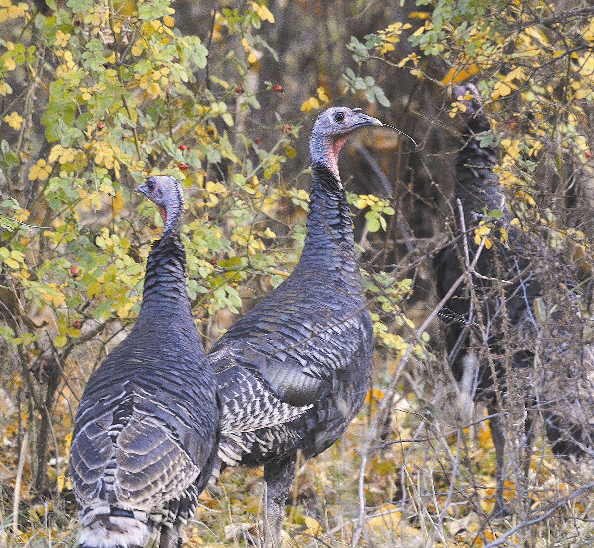 Idaho and Washington have fall turkey hunts – a time when birds assemble into large groups – underway and running into December. (STEVE HANKS)