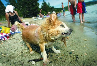 
Keeping your pets cool in the summer is vital for their health. 
 (Brian Plonka / The Spokesman-Review)