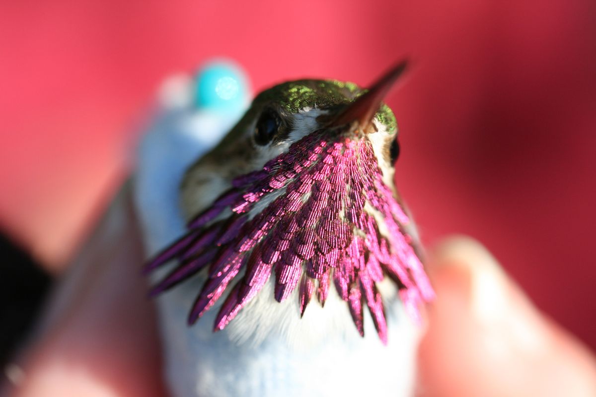 A male Calliope hummingbird is seen in this photo provided by the Intermountain Bird Observatory. (Associated Press)