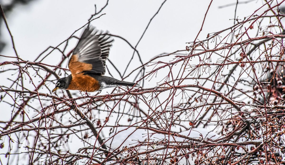 A robin takes flight, Friday morning, Feb. 15, 2019, in Spokane, Wash. (Dan Pelle / The Spokesman-Review)