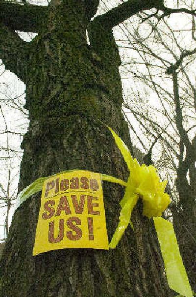 
A tree at 22nd Avenue and Bernard Street that the city plans to remove is  wrapped in a yellow ribbon. 
 (The Spokesman-Review)