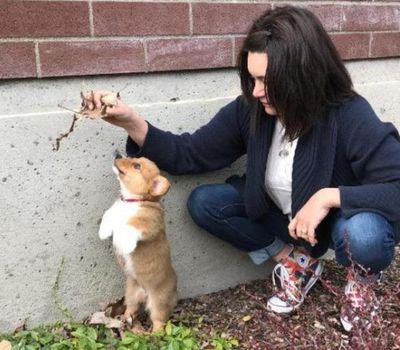 Trustee Christa Hazel of the Coeur d’Alene School Board plays with her new Corgi, Millicent Przemek Hazel. See the second item. (D.F. Oliveria / The Spokesman-Review)